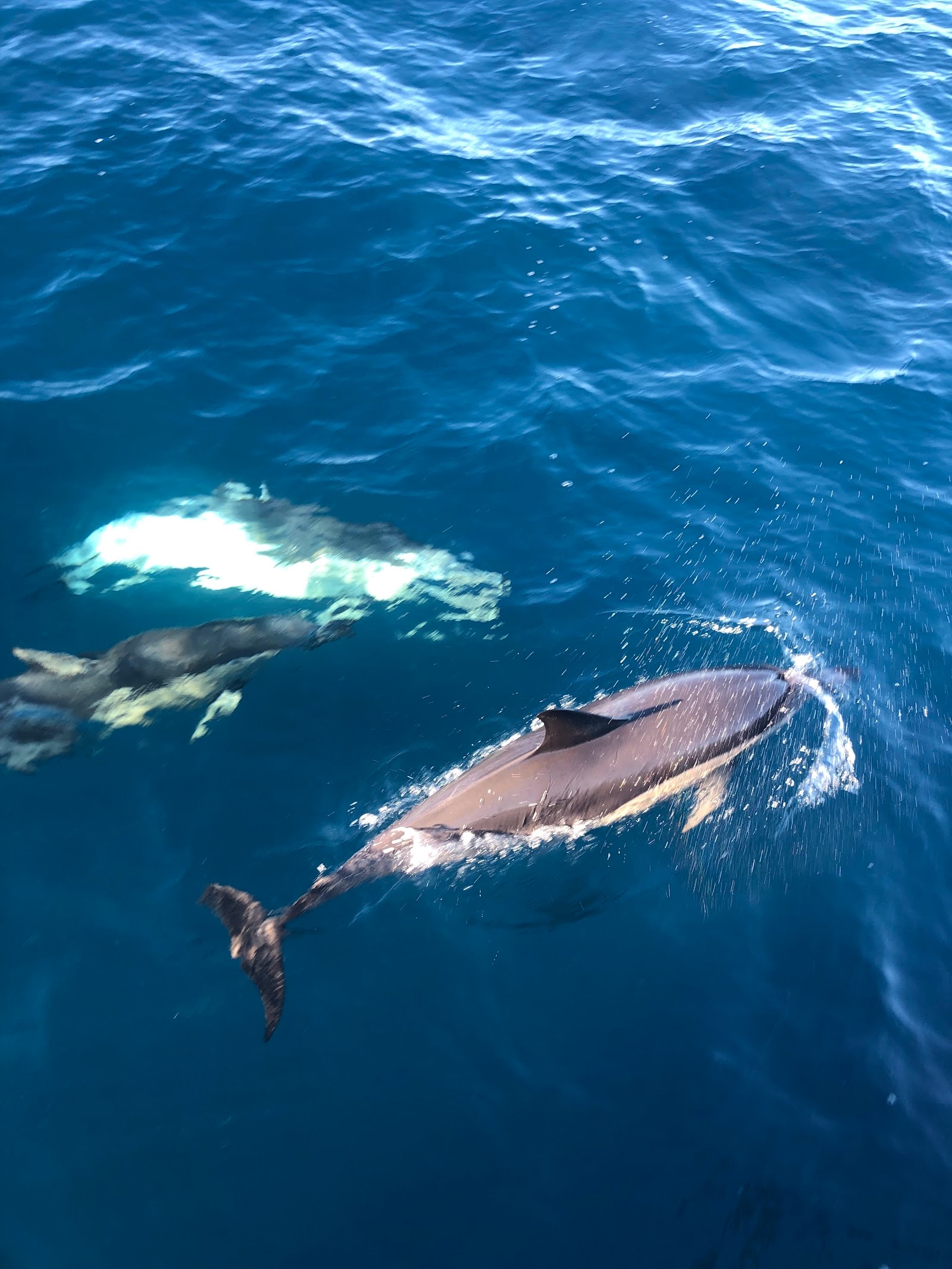 Bay Explorer - Dolphin and Wildlife Cruises photo 3