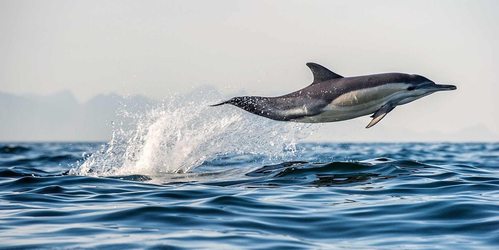 Bay Explorer - Dolphin and Wildlife Cruises photo 2