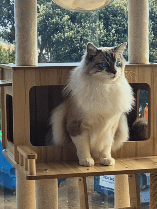 Catati - Cat Hotel & Cat Supplies photo 3
