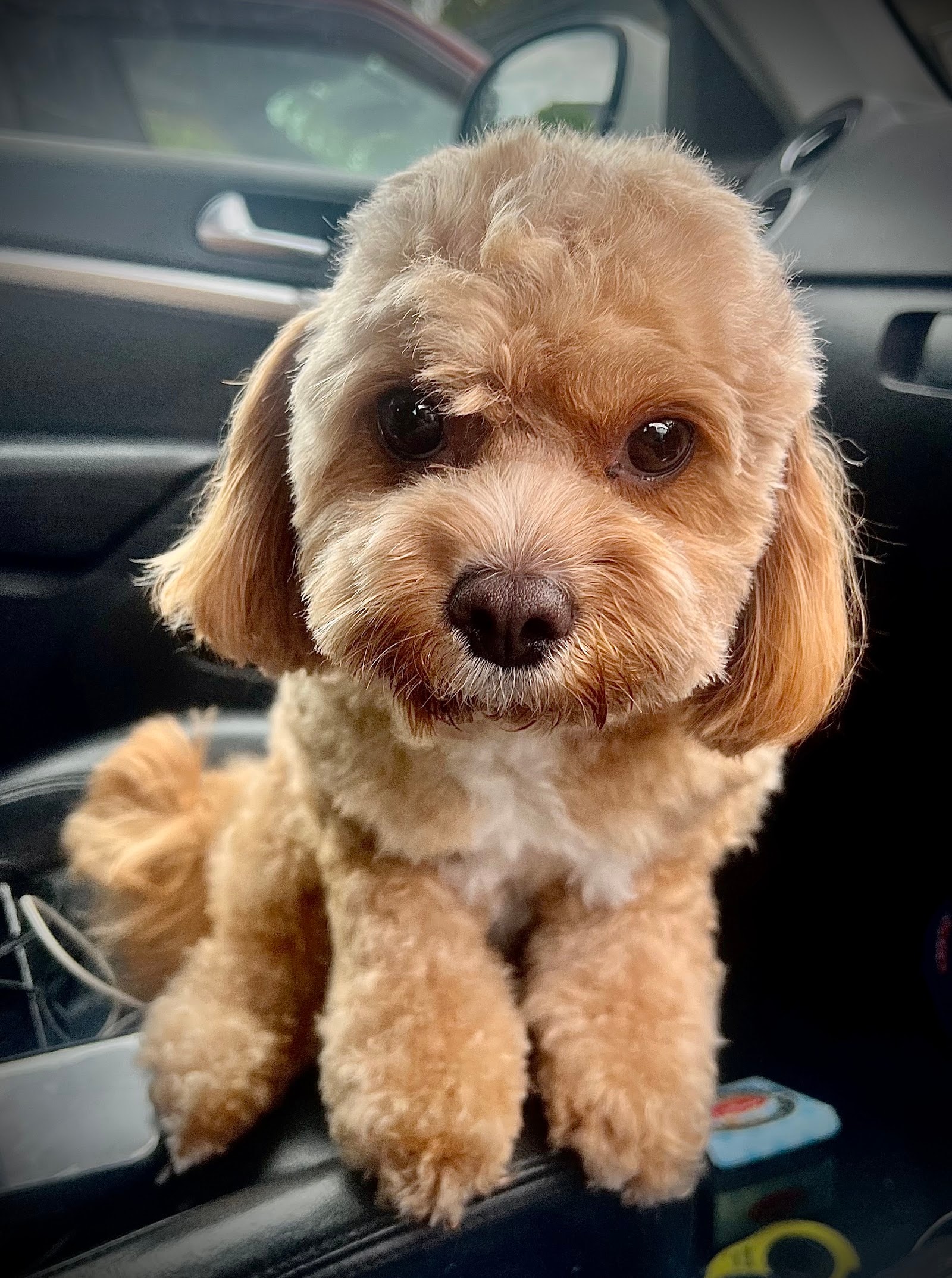 Fluff&Buff Pet Grooming Studio photo 3